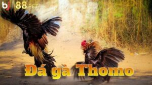 Đá gà Thomo