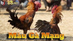 Màu gà mạng