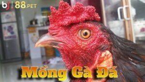 Mồng gà đá