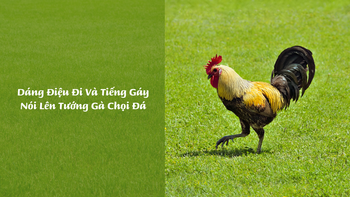 Dáng Điệu Đi Và Tiếng Gáy Nói Lên Tướng Gà Chọi Đá Hay